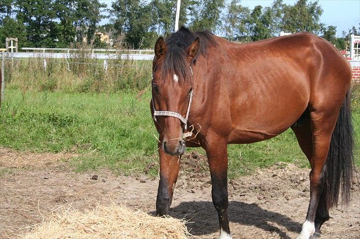 Dansk Varmblod CharmeTrold billede 4
