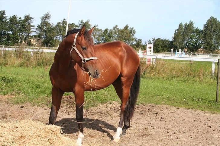 Dansk Varmblod CharmeTrold billede 1
