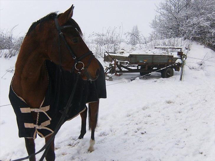 Dansk Varmblod CharmeTrold billede 5