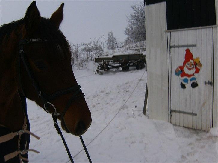 Dansk Varmblod CharmeTrold billede 6