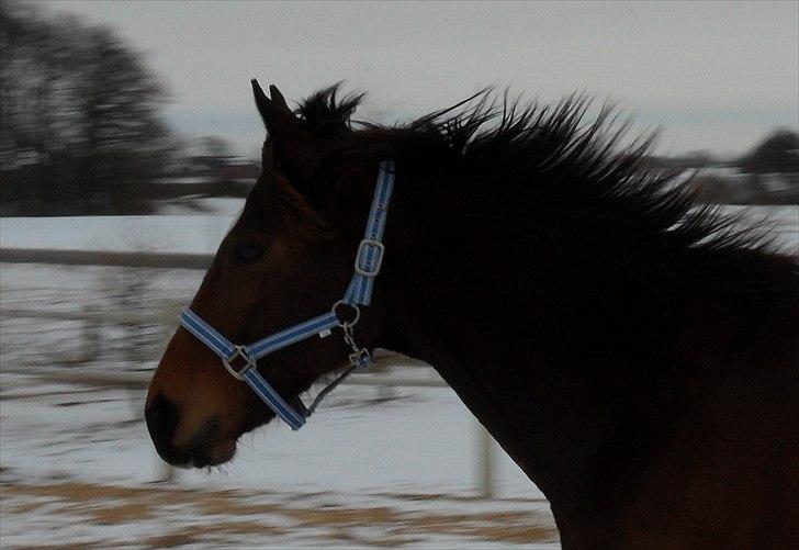 Fuldblod (XX) Perfectionist *R.I.P* billede 6