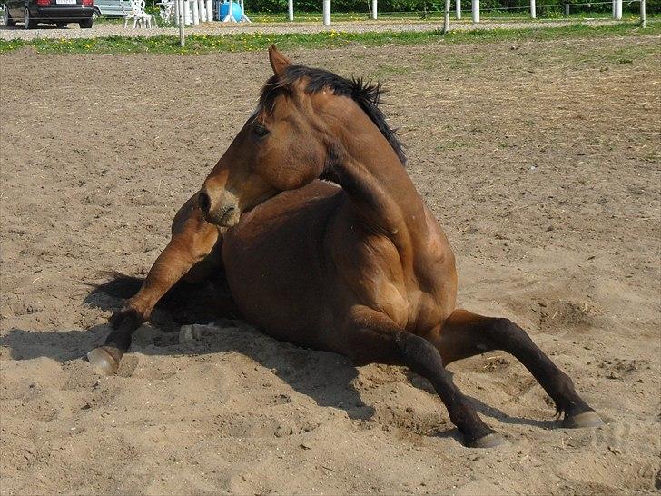 Fuldblod (XX) Perfectionist *R.I.P* - 6 maj 2011 billede 7