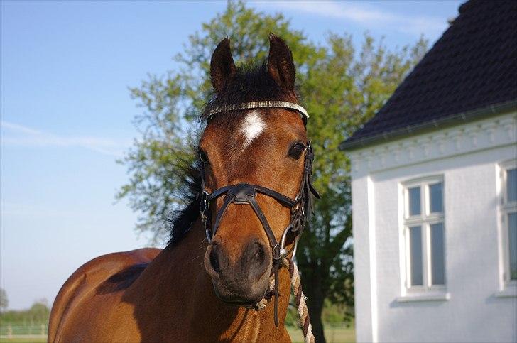 Welsh Pony (sec B) Stubbumgårds Tobias (Mac Million) - 14) Smukke! <3 billede 14
