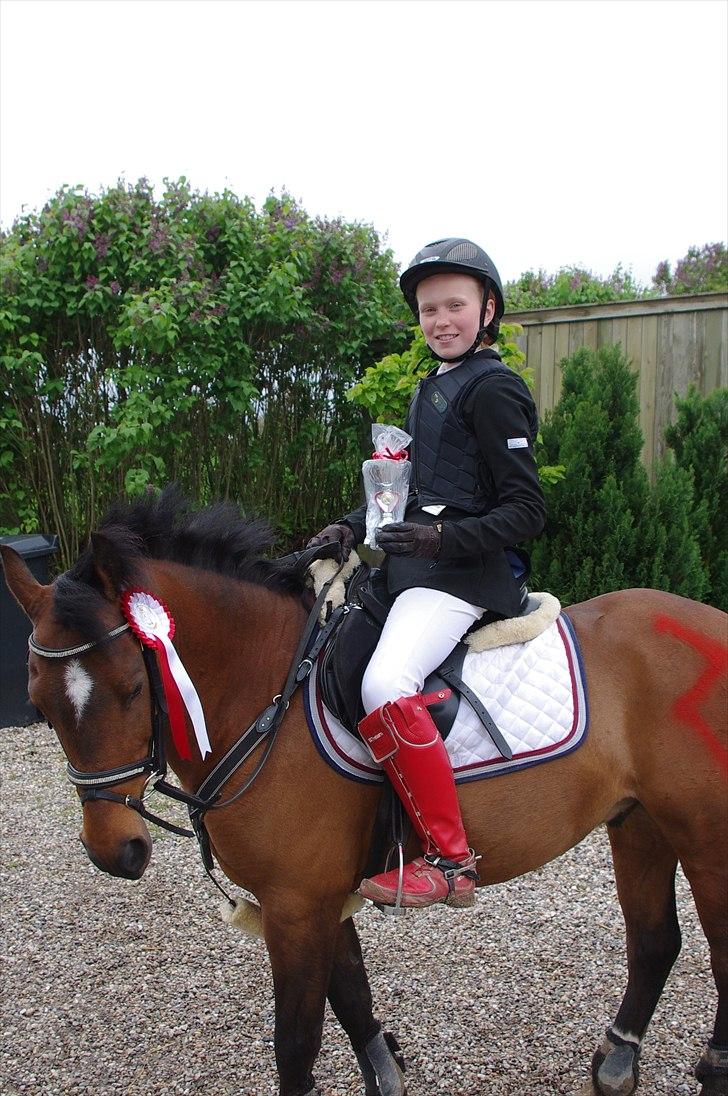 Welsh Pony (sec B) Stubbumgårds Tobias (Mac Million) - 15) Stævne i Vantinge! billede 15