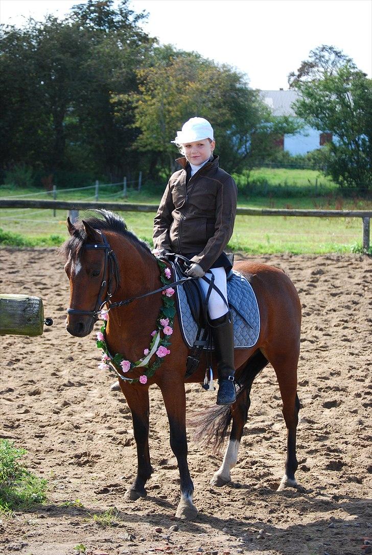 Welsh Pony (sec B) Stubbumgårds Tobias (Mac Million) - 16) Ringridning med tidligere ejer :D billede 16