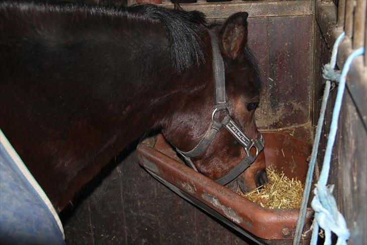 DSP Nørlunds Magic Boy - dejlig mad vi får her :) billede 11