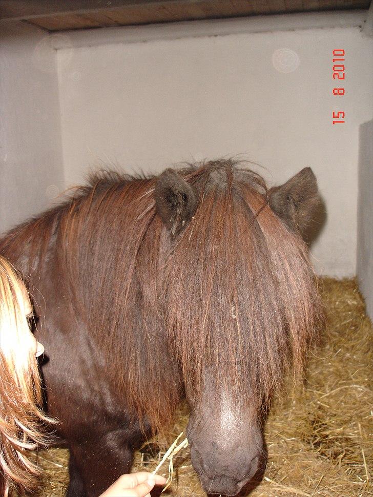 Shetlænder Kongsteds Katie billede 17