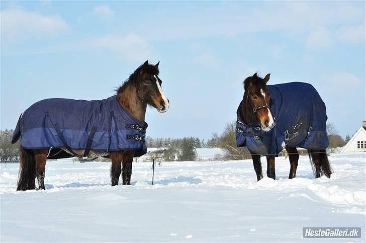 Anden særlig race Lady - Lady og hendes ven Dooleys billede 19