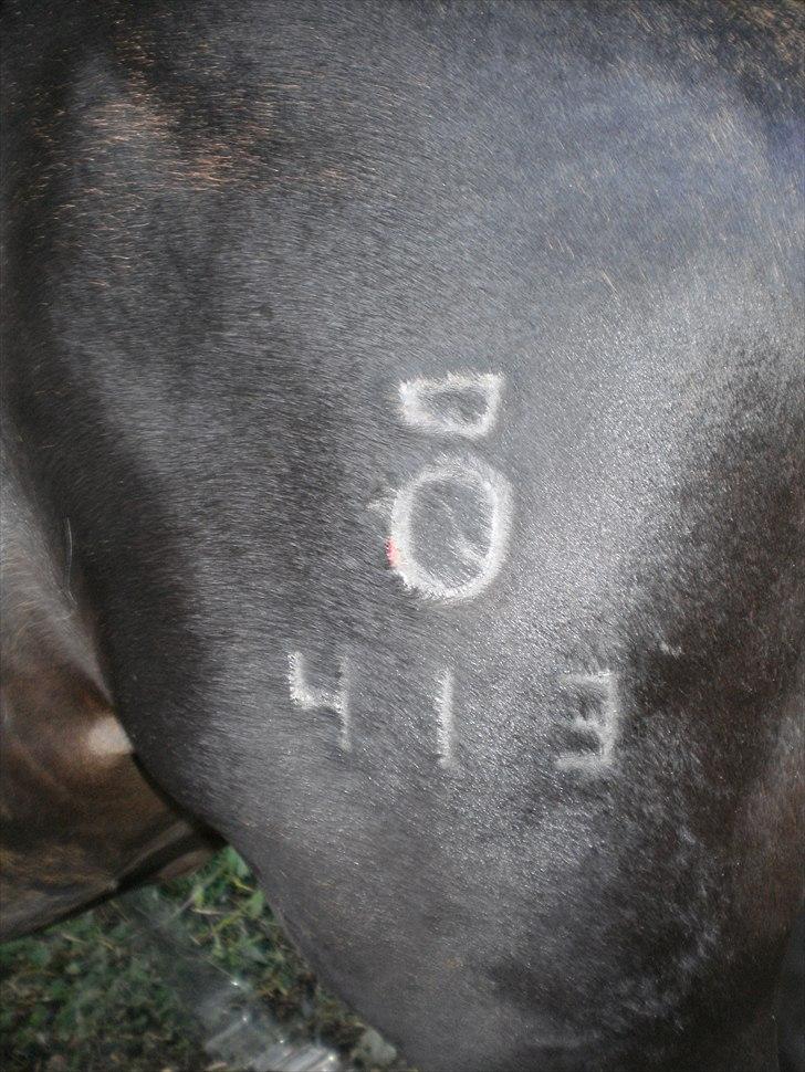 Oldenborg Scirocco Noir. - 18) Mit fine brandmærke. billede 18