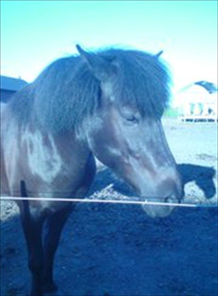 Islænder Assa billede 19