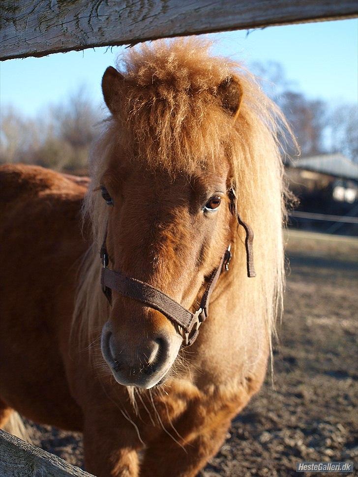 Shetlænder Futte (fehår) <3 billede 15