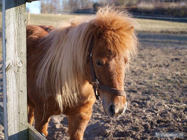 Shetlænder Futte (fehår) <3 billede 16