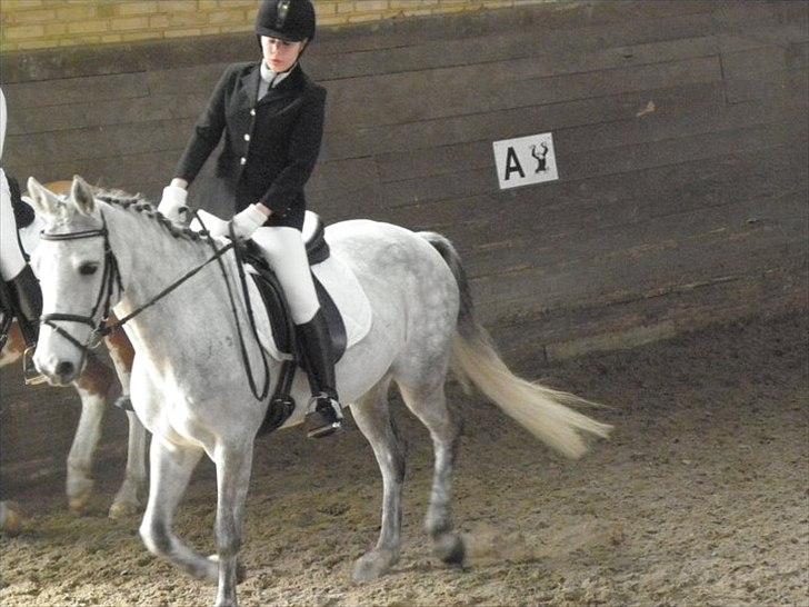 Connemara Bryanmore Boy <3 #mit et og alt# - Opvarmning til stævne.. billede 14