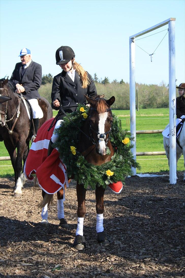 Welsh Pony (sec B) Mikkel - vi vinder en 3 plas jubbiiii<3 billede 6