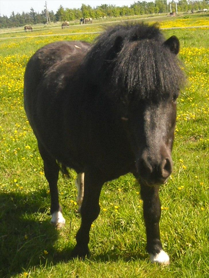 Shetlænder Felix ... - felx på fold billede 17
