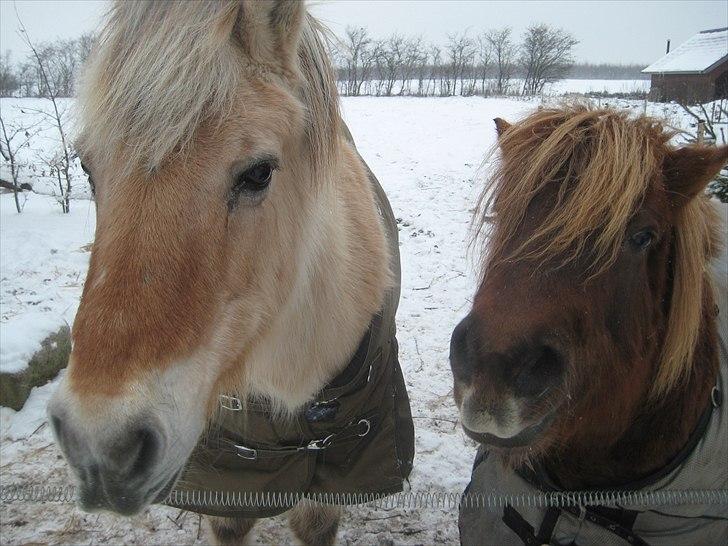 Anden særlig race BASSE #PART# - Basse og Karen i løsdrift. billede 3
