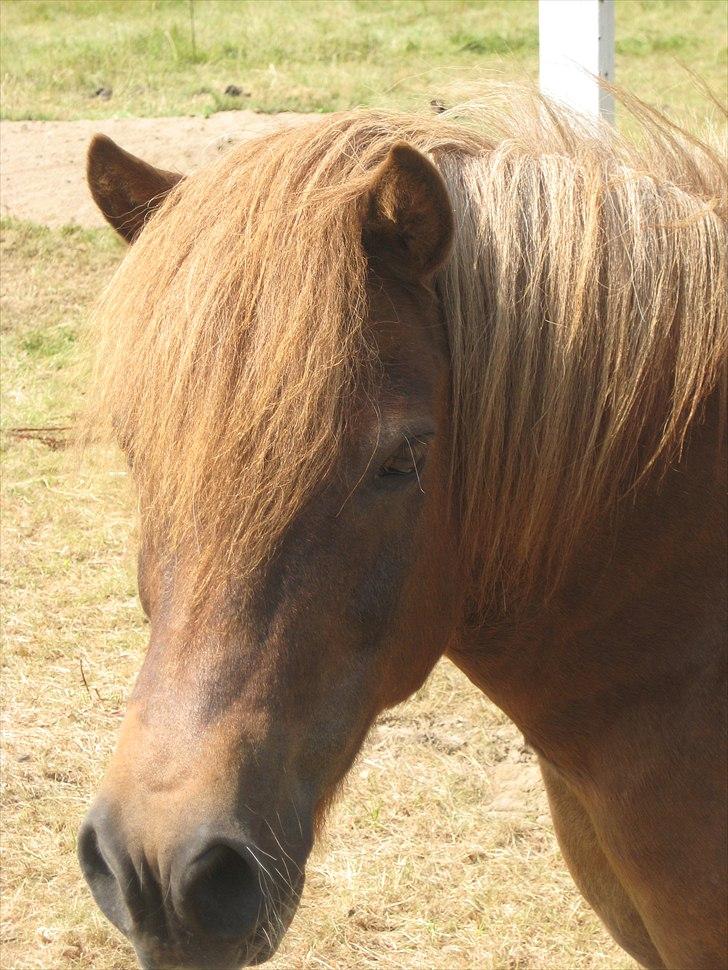 Anden særlig race BASSE #PART# - Basse den skønne pony. :O) billede 4