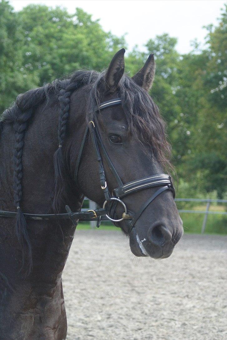 Frieser Paulus fan de Slachtedyk - Da jeg var nede og hente Paulus i Holland. billede 14