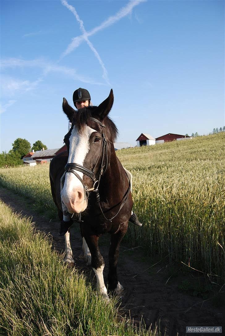 Shire Obelix Solgt billede 10