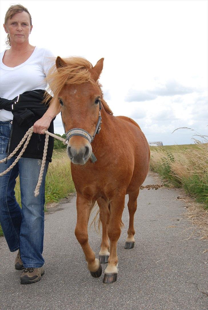 Anden særlig race Lykkegårds Anton billede 19