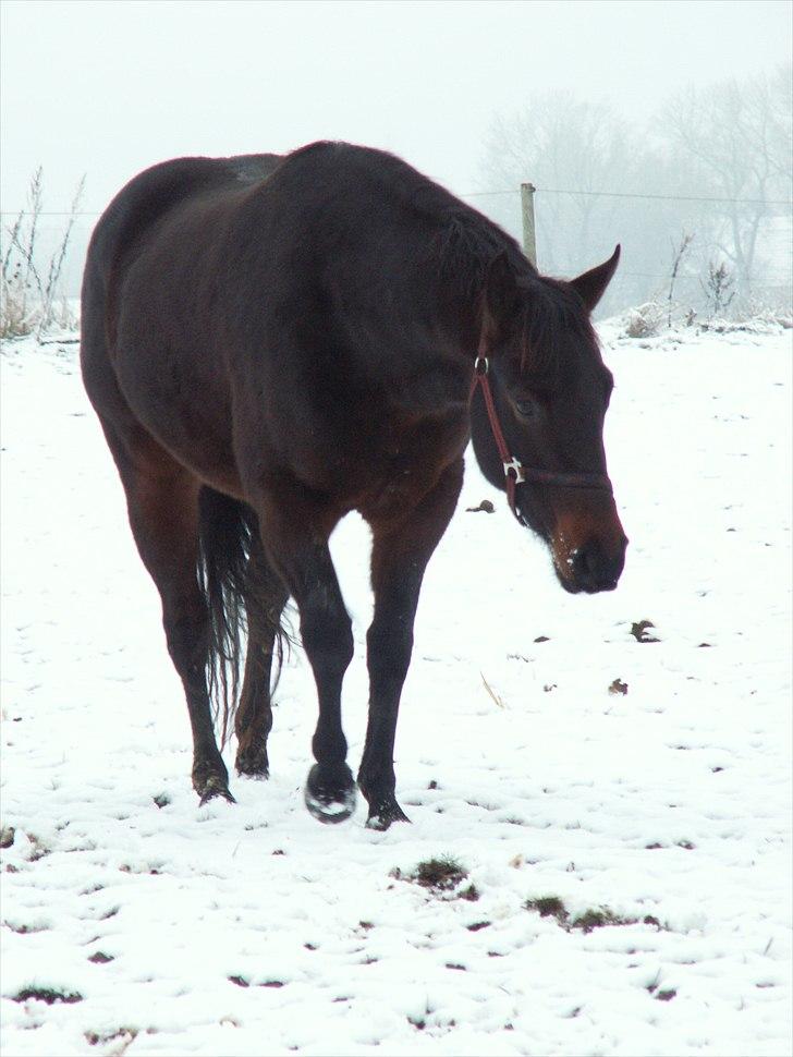 Quarter Timber Ranch Shilooh - The Dark Horse :p vinter 2010 billede 7