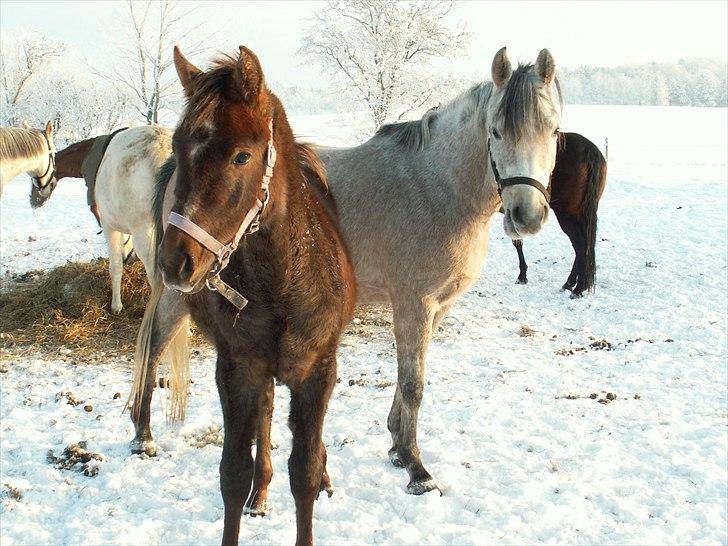 Anden særlig race SG Dusty Dakota billede 11