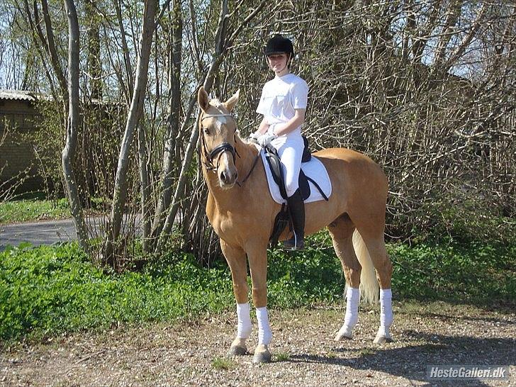 Palomino Golden Charm SOLGT - Vores første stævne sammen, d. 22. april 2011 billede 13