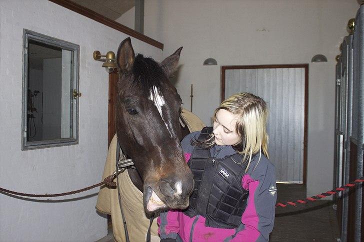 Welsh Cob (sec D) Tecno  - Tecno når han er bedst. billede 13