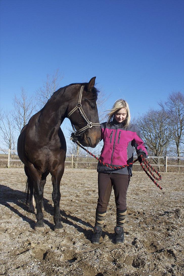 Welsh Cob (sec D) Tecno  - han ser da sød ud.. - Foto: Louise Svenningsen billede 14