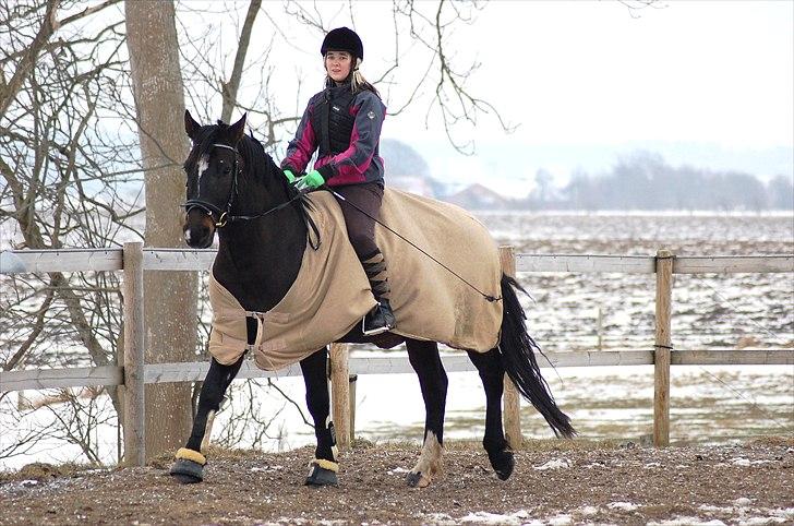 Welsh Cob (sec D) Tecno  - Ville ønske jeg kunne ride dengang :-) billede 15