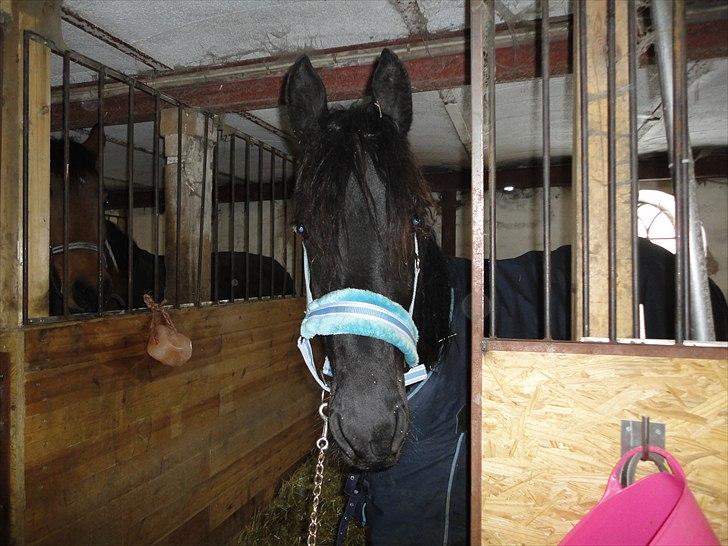 Frieser seppy 16 DØD - hej mor, hva skal vi billede 3