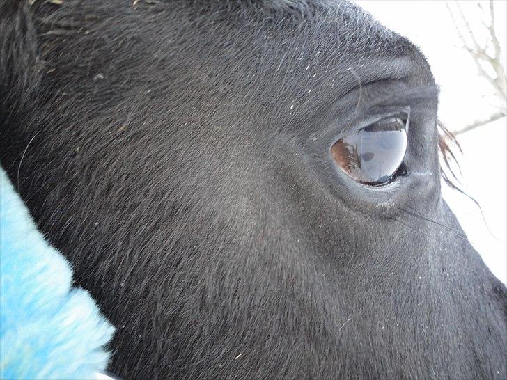 Frieser seppy 16 DØD billede 4