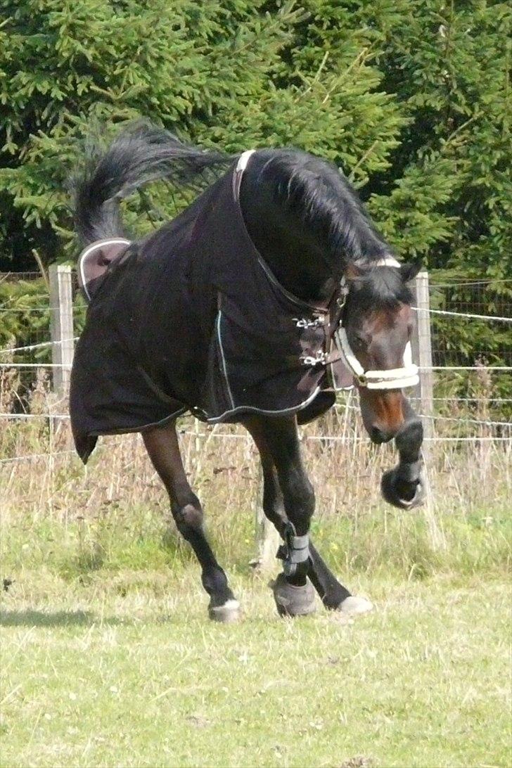 Hollandsk Varmblod Valco - mit dejlige bukkedyr på fold :) billede 6