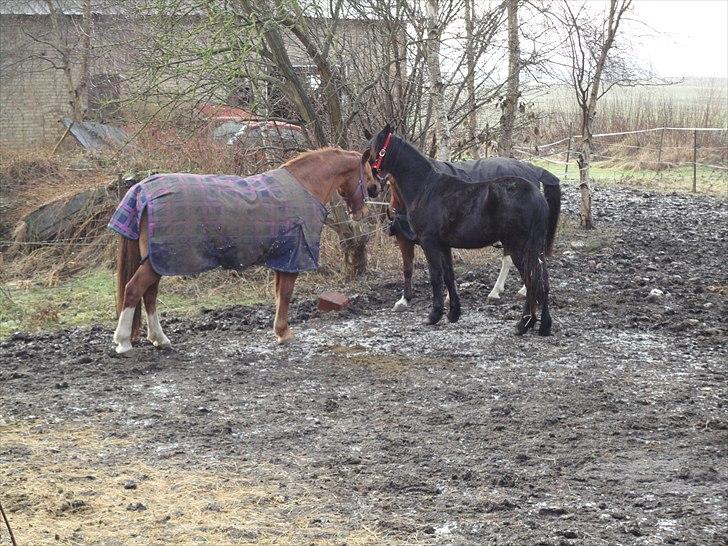 Frederiksborg kira (shakira)  DØD 22 april 2014 billede 1