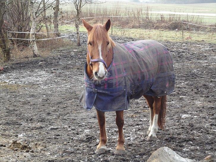 Frederiksborg kira (shakira)  DØD 22 april 2014 billede 2