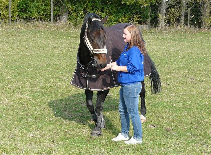 Hollandsk Varmblod Valco billede 7