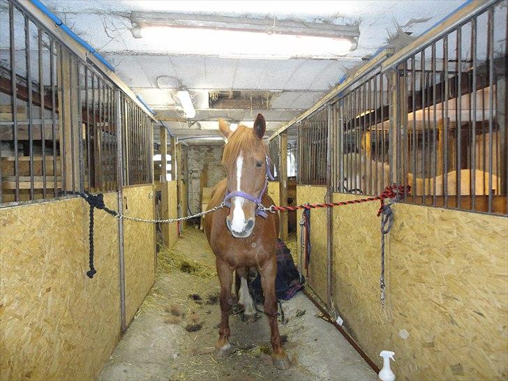 Frederiksborg kira (shakira)  DØD 22 april 2014 billede 3