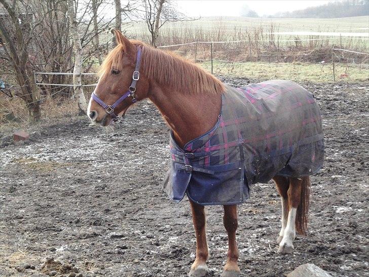 Frederiksborg kira (shakira)  DØD 22 april 2014 billede 4