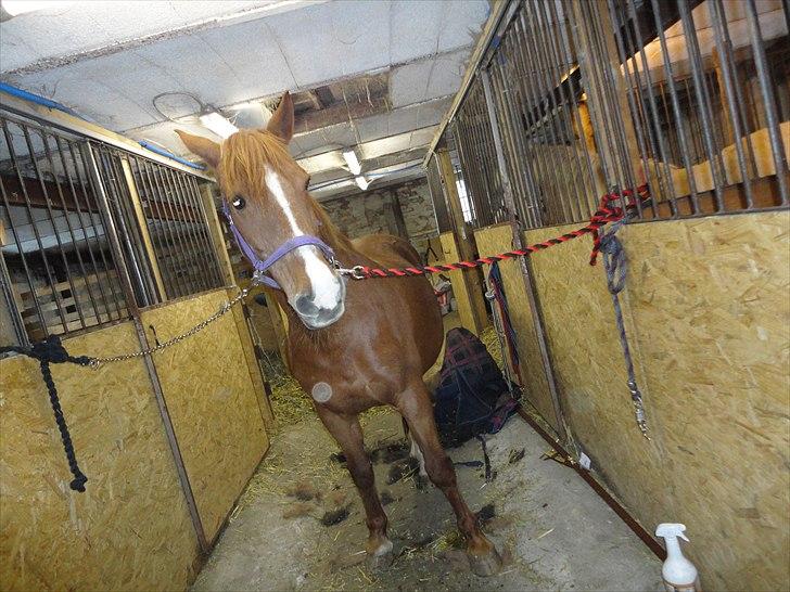 Frederiksborg kira (shakira)  DØD 22 april 2014 billede 5