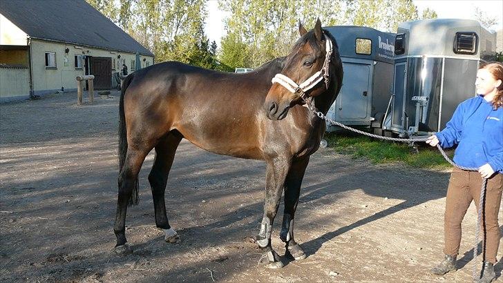 Hollandsk Varmblod Valco - valco i fuld figur. billede 8