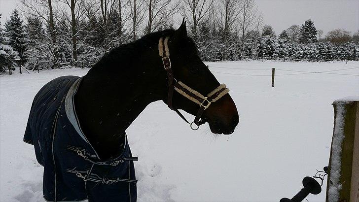 Hollandsk Varmblod Valco billede 9