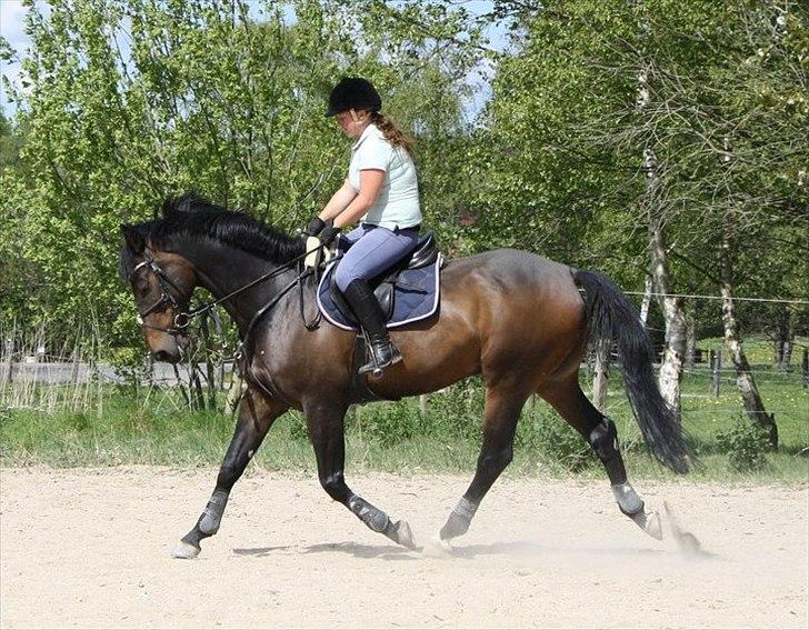 Hollandsk Varmblod Valco - opvarmning inden springning billede 10