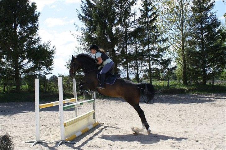 Hollandsk Varmblod Valco - springtræning 1. maj billede 11