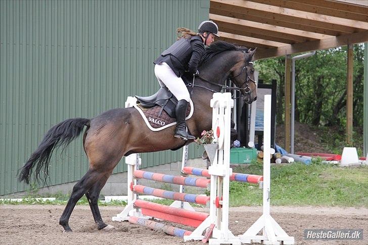 Hollandsk Varmblod Valco - 80 eller 90 til stævne lige da jeg havde fået ham billede 12