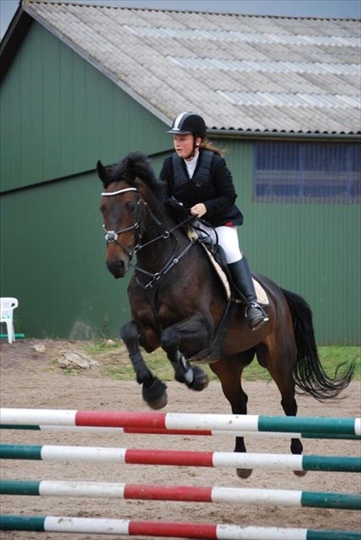 Hollandsk Varmblod Valco - LD eller LC tl stævne :) billede 14