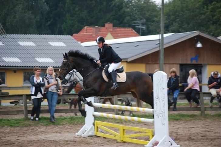 Hollandsk Varmblod Valco - LD eller LC til stævne :) billede 15