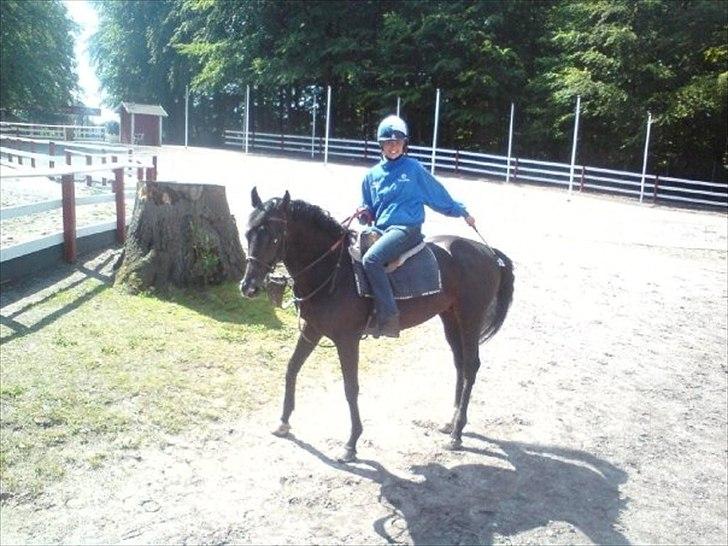 Fuldblod (XX) Alnitak (USA) billede 2