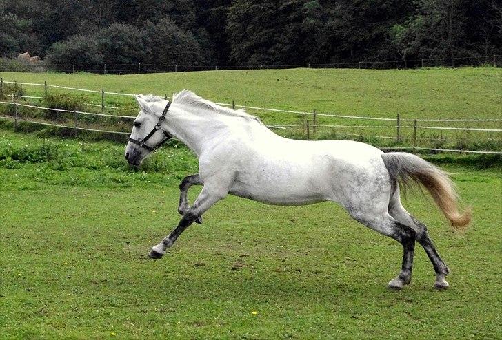 Anden særlig race Jessie - Først da jeg begyndte at løbe satte hun i galop, sødt :-P Foto: mig billede 3