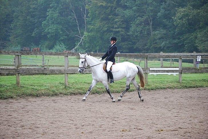 Anden særlig race Jessie - Første dressurstævne, mega grimt :D Foto: ESC billede 4