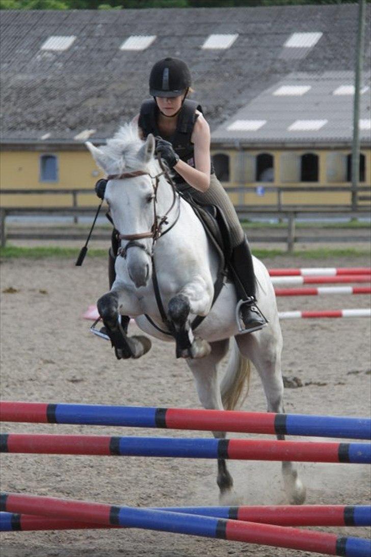 Anden særlig race Jessie - Første springtime. 80 cm. Det var niiiice :D foto: Jose billede 7